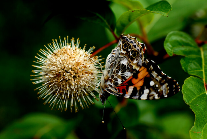 Photography titled "Painted Lady On A B…" by Travis Burgess, Original Artwork, Digital Photography