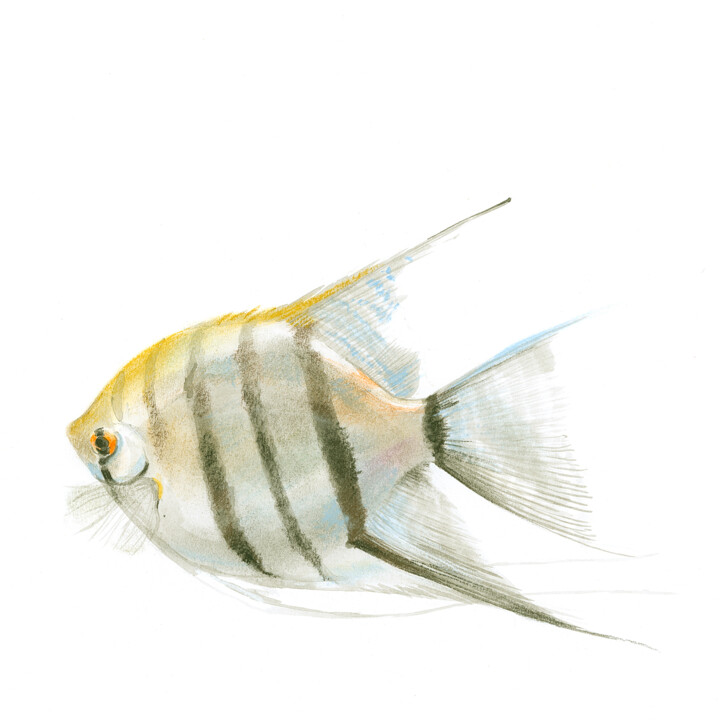 SKALAR 3 绘画, 8.3x8.3 in