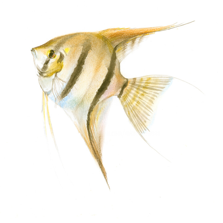 SKALAR 5 绘画, 8.3x8.3 in