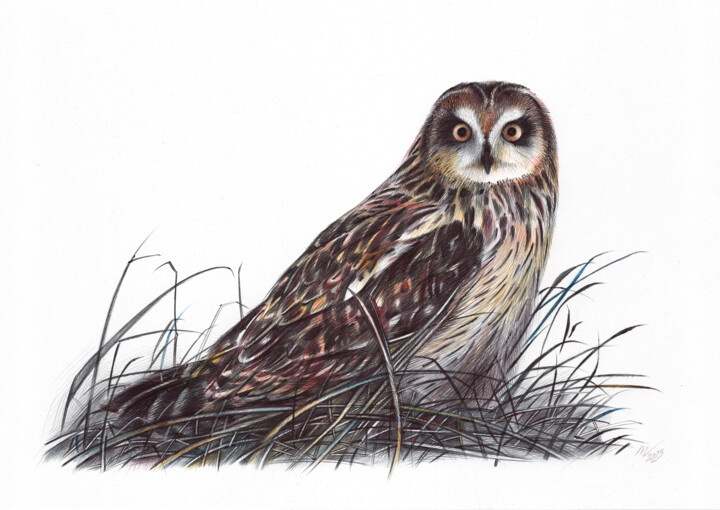 Short-eared Owl III (Realistic Ballpoint Pen Bird Portrait) 图画, 9.1x13 in