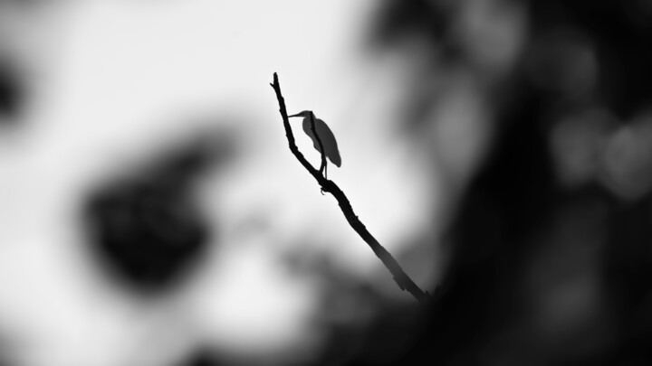 摄影,  19.7x31.5 in 