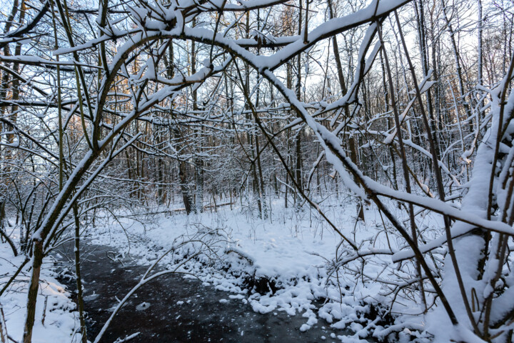 In the Winter Forest 10 摄影