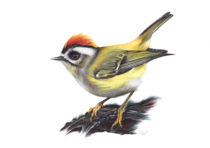 Common Firecrest (Realistic Ballpoint Pen Bird Portrait) 图画, 9.1x13 in