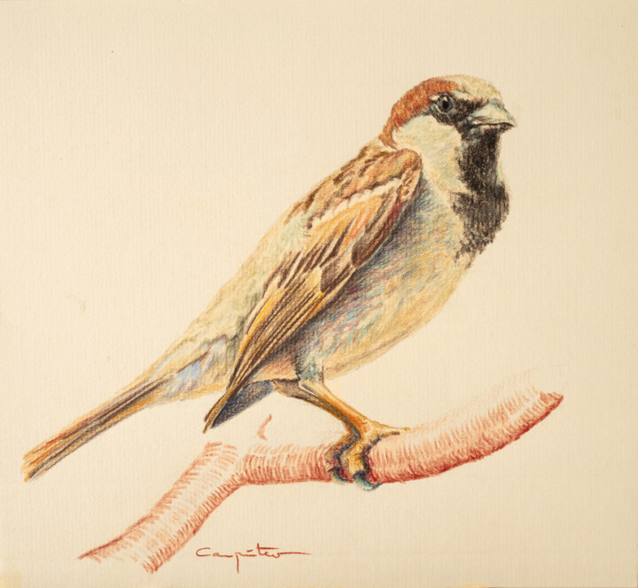 GORRIÓN COMÚN 图画, 8.3x9.1 in