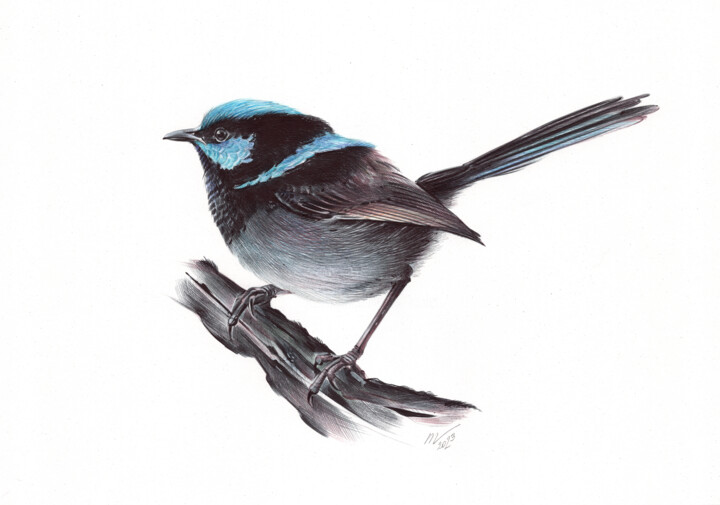 Superb Fairywren (Realistic Ballpoint Pen Drawing) Drawing, 9.1x13 in