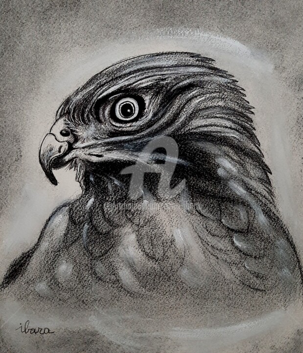 Epervier N°2 Drawing, 11.8x11.8 in