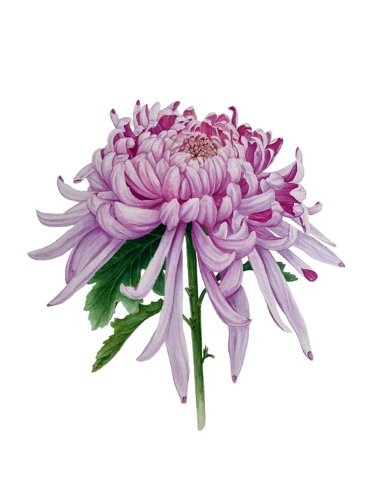 Chrysanthemum japonense 绘画, 15.8x11.8 in