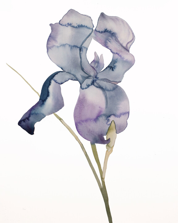 Iris No. 171 绘画, 20x16 in