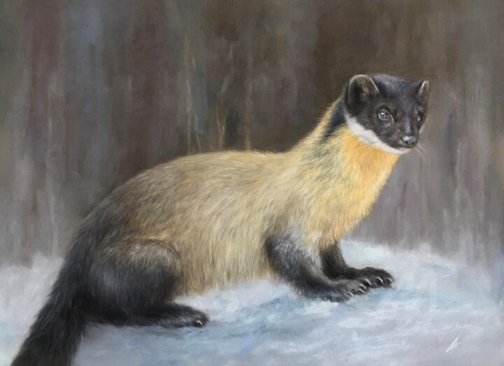 Martes flavigula 绘画, 11.8x15.8 in