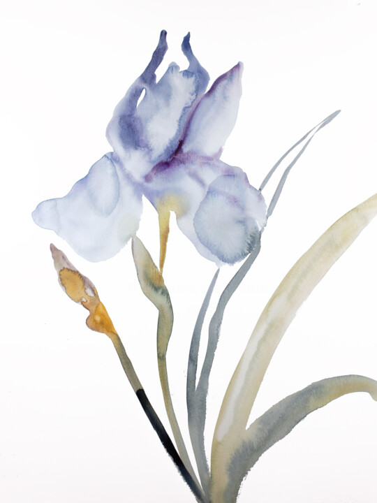Iris No. 178 绘画, 24x18 in