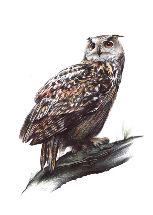 Eurasian Eagle-owl III (Realistic Ballpoint Pen Portrait) 图画, 19.7x13.8 in