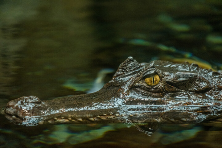 crocodile 4 摄影