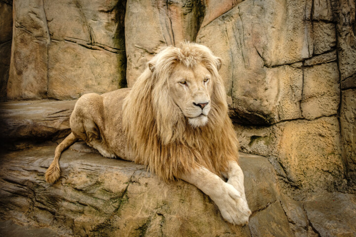 Lion Fotoğraf