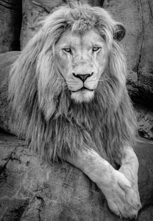 Lion bnw 摄影
