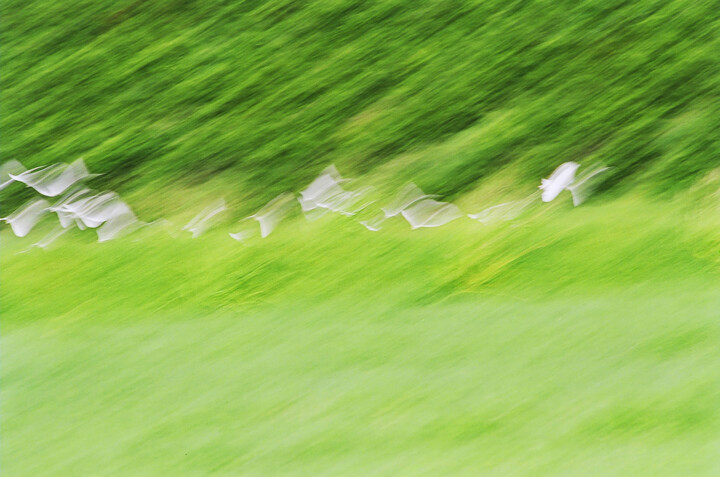 The flight of herons 摄影, 11.8x17.7 in