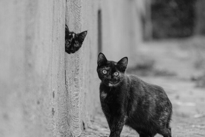 Cats 摄影