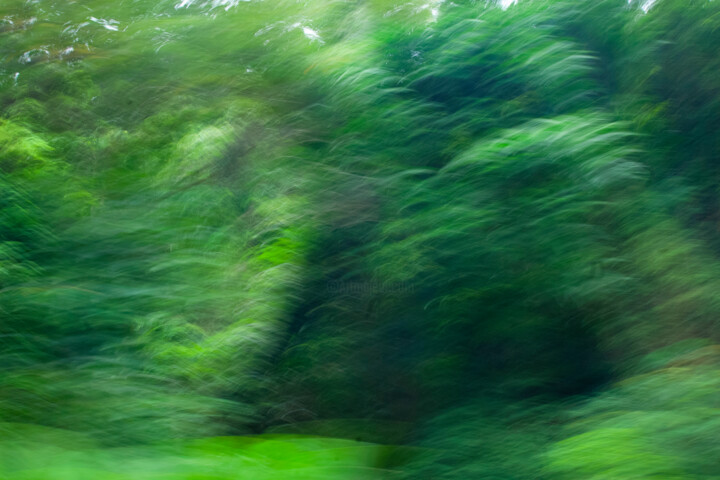 Floresta em movimento 6 사진