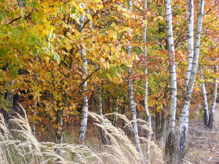 Fotografia zatytułowany „Jesiennie kolorowo” autorstwa Dar-Ja, Oryginalna praca, Fotografia cyfrowa