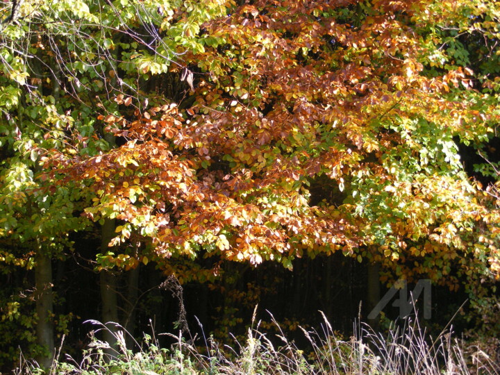 Fotografia zatytułowany „Bukowina” autorstwa Dar-Ja, Oryginalna praca, Fotografia cyfrowa