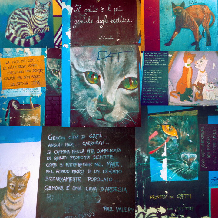 i gatti di genova 摄影