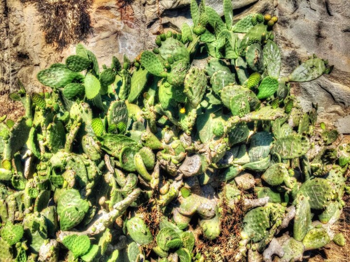 Photography titled "Cactus" by Ken Overman, Original Artwork, Digital Photography
