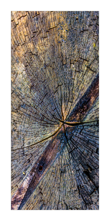 Photography titled "Le secret des arbres" by P. Zimmermann, Original Artwork, Non Manipulated Photography