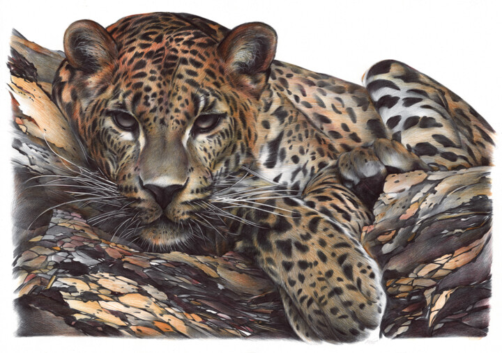 Leopard (Realistic Ballpoint Pen Drawing) 图画, 19.7x27.6 in