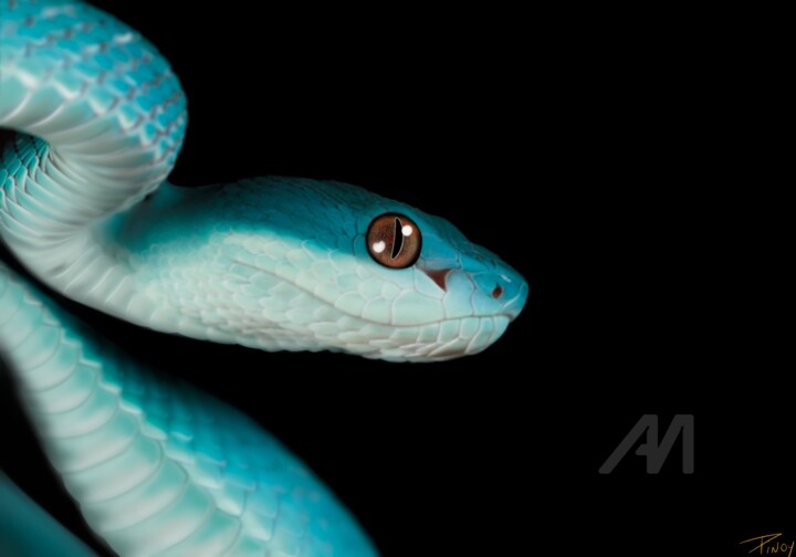 Trimeresurus insularis 数字艺术