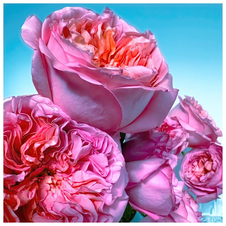Digital Arts titled "Rosa #8900" by Alexandre Kurcek (Sandro), Original Artwork, Manipulated Photography