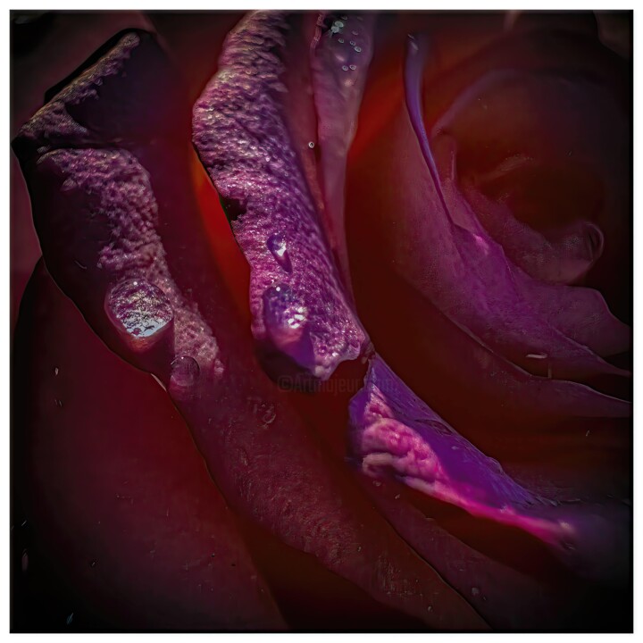 Digital Arts titled "Rosa #7524" by Alexandre Kurcek (Sandro), Original Artwork, Manipulated Photography