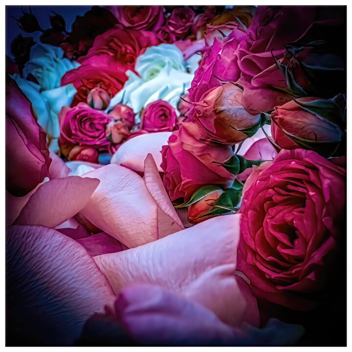 Digital Arts titled "Rosa #6638" by Alexandre Kurcek (Sandro), Original Artwork, Manipulated Photography