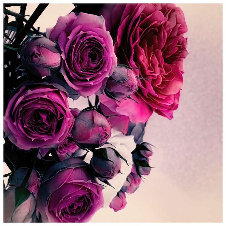 Digital Arts titled "Rosa #7812" by Alexandre Kurcek (Sandro), Original Artwork, Manipulated Photography