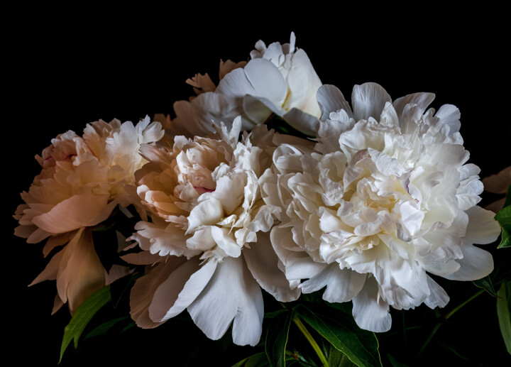 Blooming 'White Peonies' 1 摄影