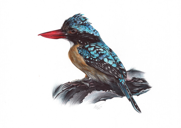 Banded Kingfisher (Realistic Ballpoint Pen Drawing) 图画, 9.1x13 in