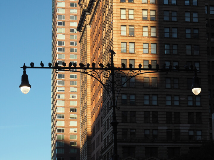 Φωτογραφία με τίτλο "Pigeons à Manhattan" από Florence Pouget-Landrieu, Αυθεντικά έργα τέχνης, Ψηφιακή φωτογραφία