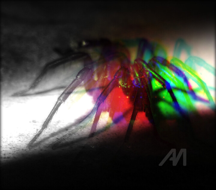Aranéides 摄影