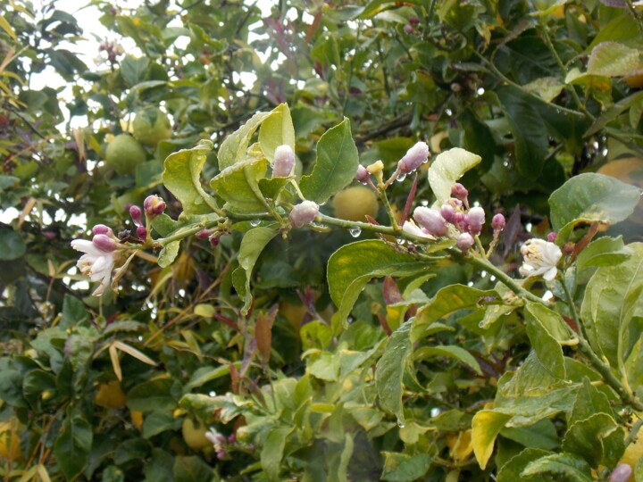 Fotografia intitulada "Blossoms in the Rain" por Troy Wilson-Ripsom, Obras de arte originais, Fotografia digital