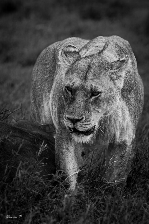 Safari 摄影