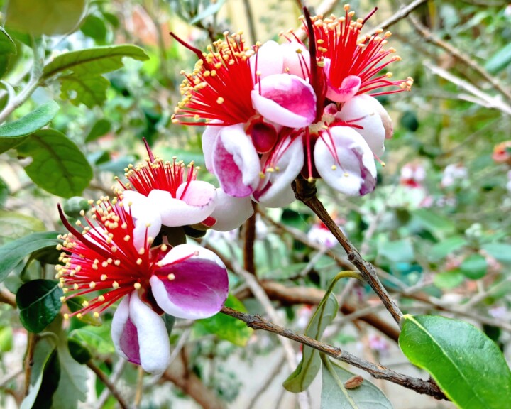 "Fleurs du Figeoa" başlıklı Fotoğraf Corinne Courlet tarafından, Orijinal sanat, Dijital Fotoğrafçılık
