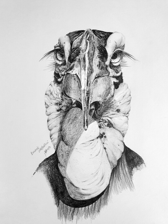 Bucorve du Sud 图画, 11.8x7.9 in