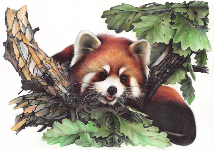 Red Panda Portrait II (Realistic Ballpoint Pen Drawing) 图画, 19.7x27.6 in