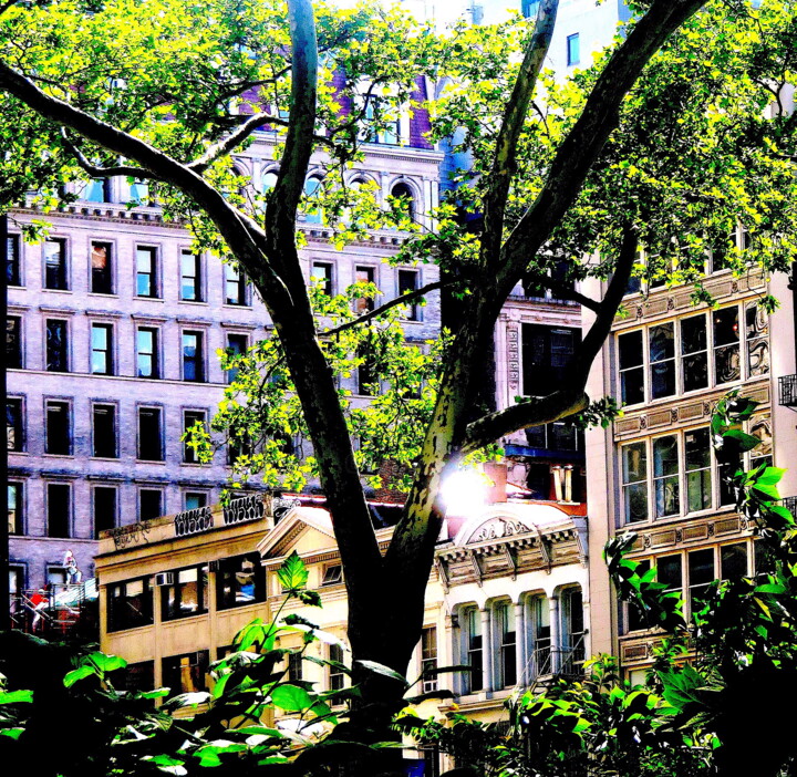 Madison Park 23 - A Tree & Buildings 1a Photography, 23.4x24 in