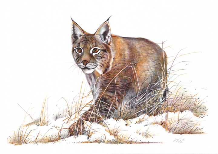 Eurasian Lynx (Realistic Ballpoint Pen Drawing) 图画, 9.1x13 in