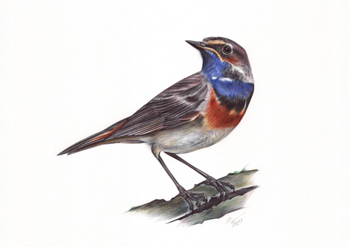 Bluethroat III (Realistic Ballpoint Pen Bird Portrait) 图画, 9.1x13 in