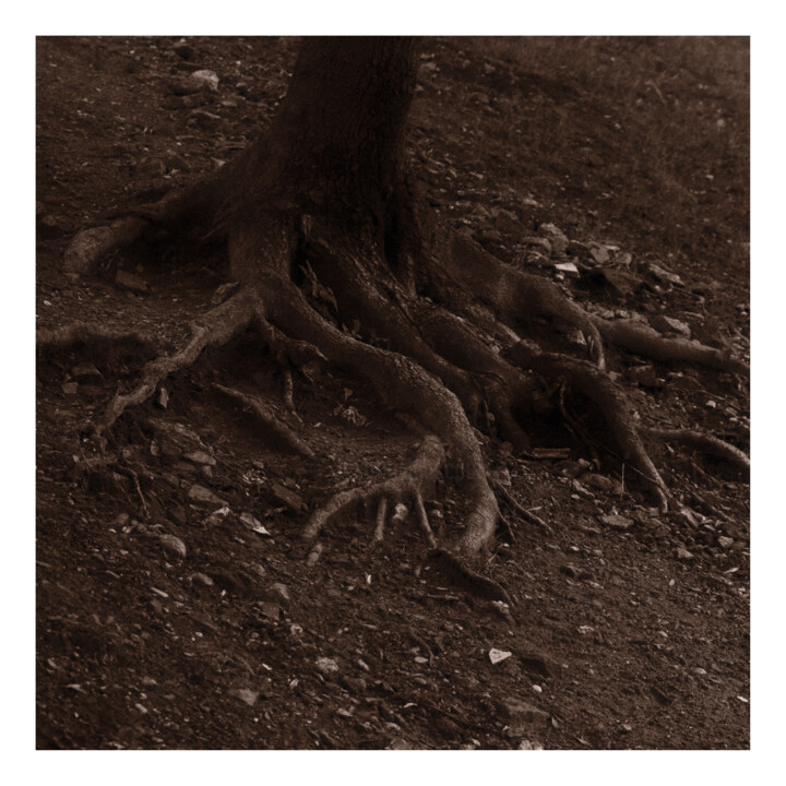 Roots Photography