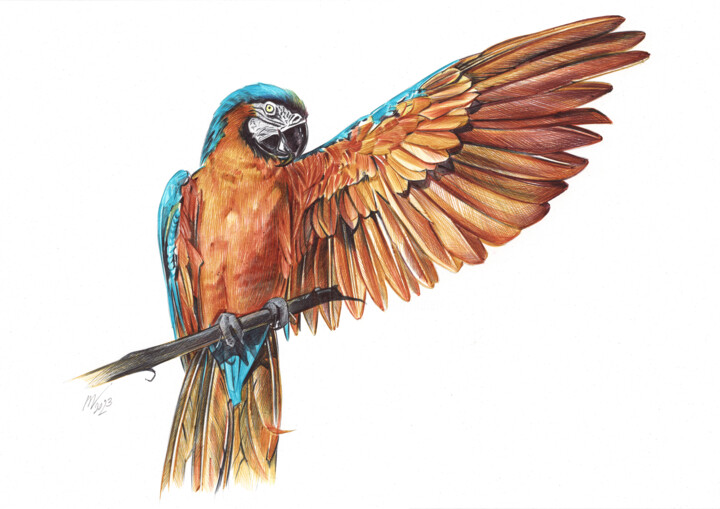 Blue-and-yellow Macaw (Realistic Ballpoint Pen Drawing) 图画, 9.1x13 in