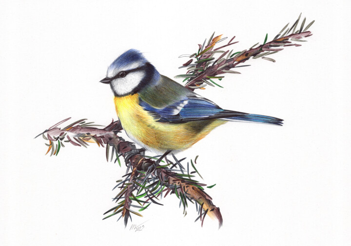 Eurasian Blue Tit (Realistic Ballpoint Pen Drawing) 图画, 9.1x13 in