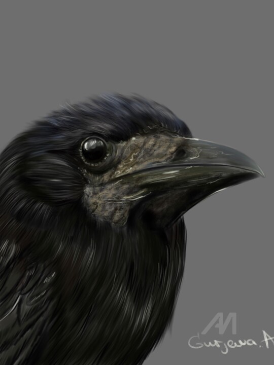 Black bird 数字艺术