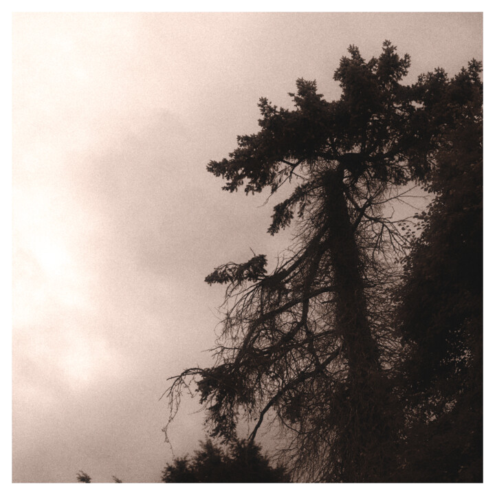 Old Pine Photography