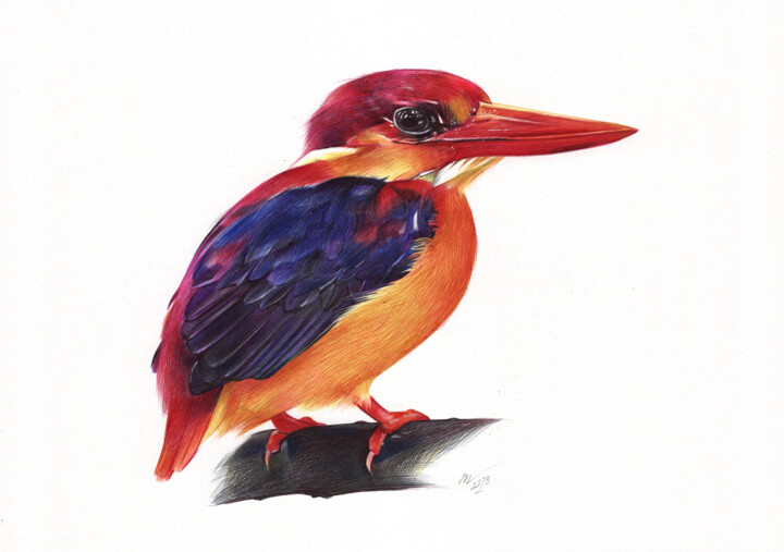 Oriental Dwarf Kingfisher (Realistic Ballpoint Pen Drawing) 图画, 9.1x13 in